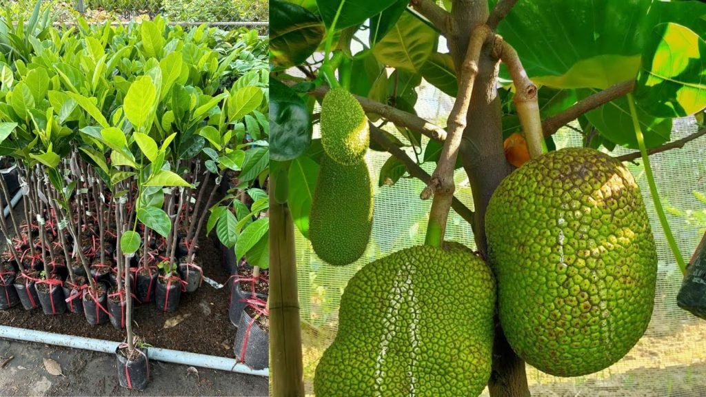 Cây Giống Mít Thái 3