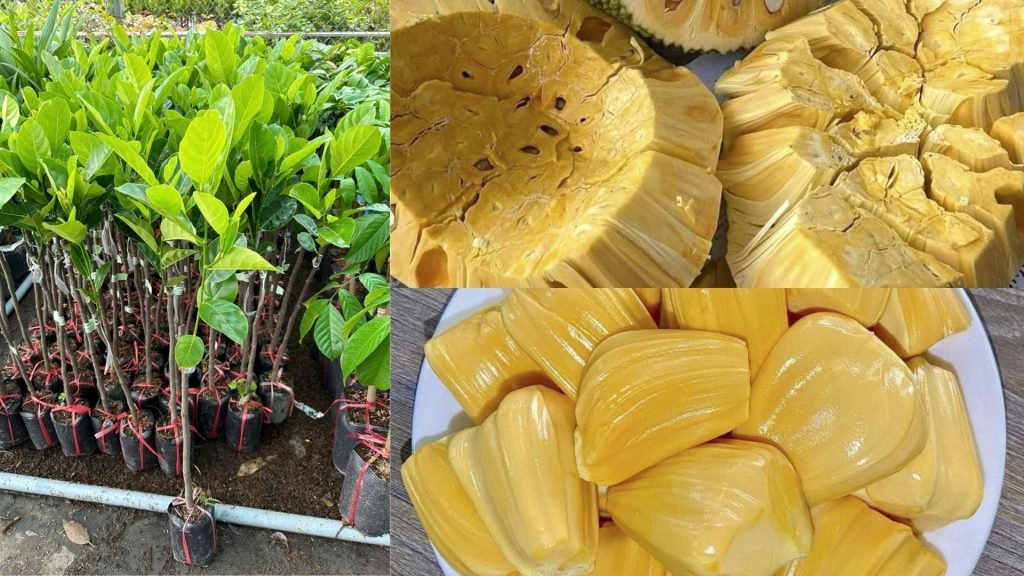 Cây Giống Mít Thái