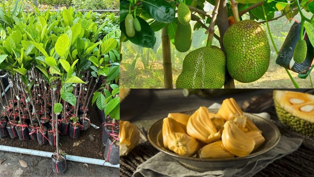 Cây Giống Mít Thái 2