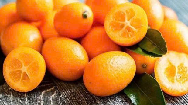Cây Giống Tắc Ngọt (Tắc Mỹ) 2