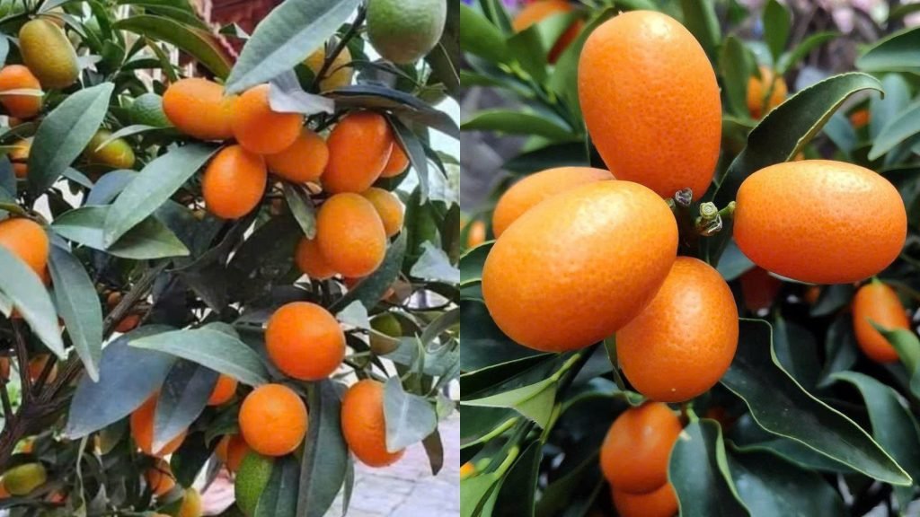 Cây Giống Tắc Ngọt (Tắc Mỹ) 3