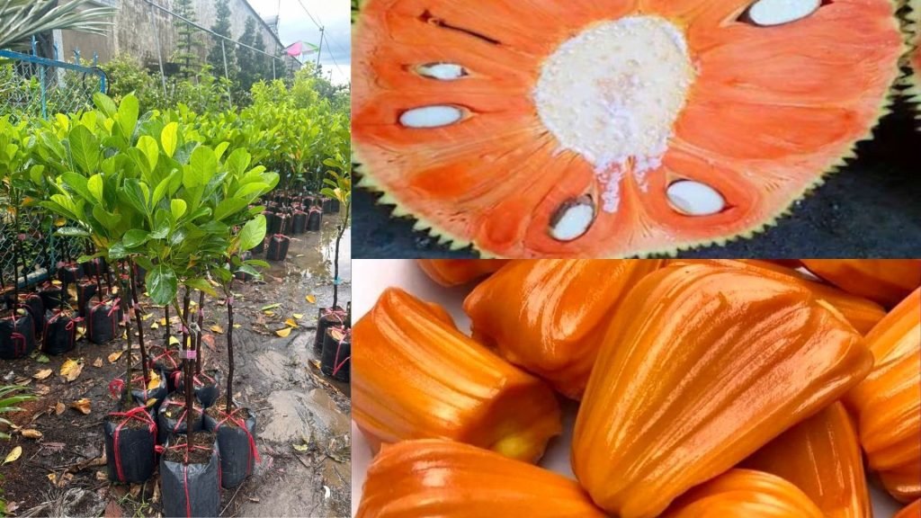 Cây Giống Mít Ruột Đỏ 3