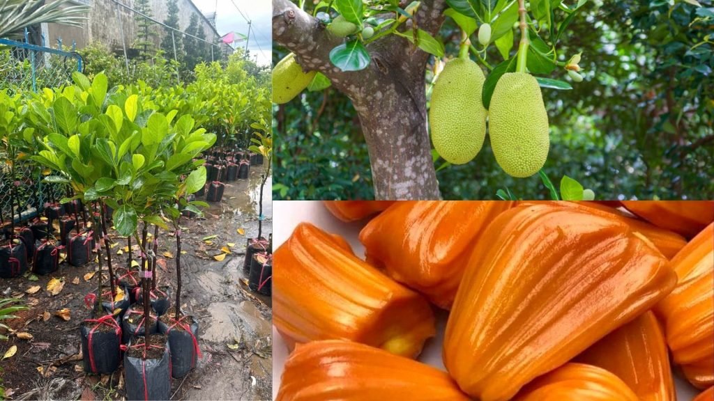 Cây Giống Mít Ruột Đỏ 2