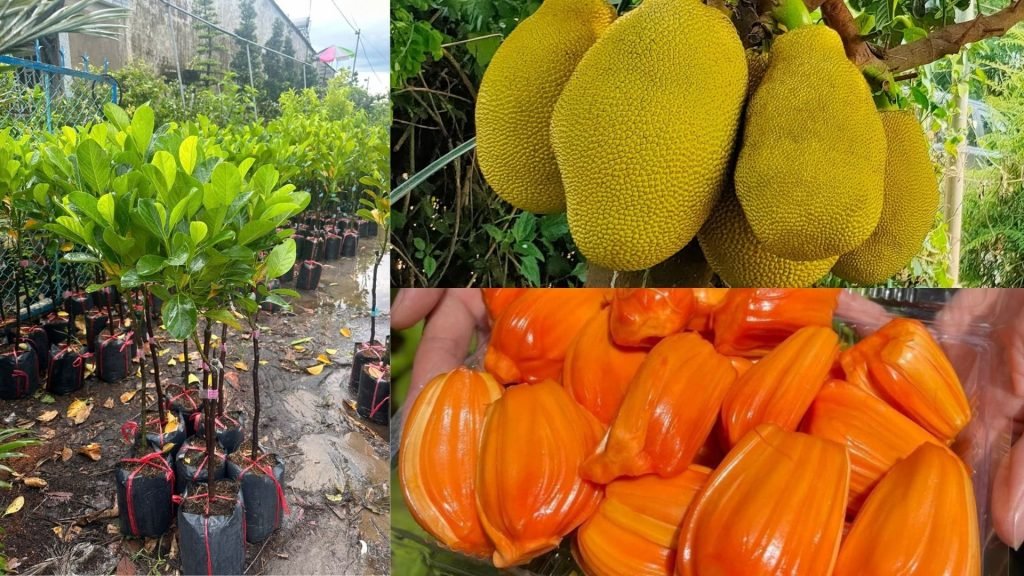 Cây Giống Mít Ruột Đỏ