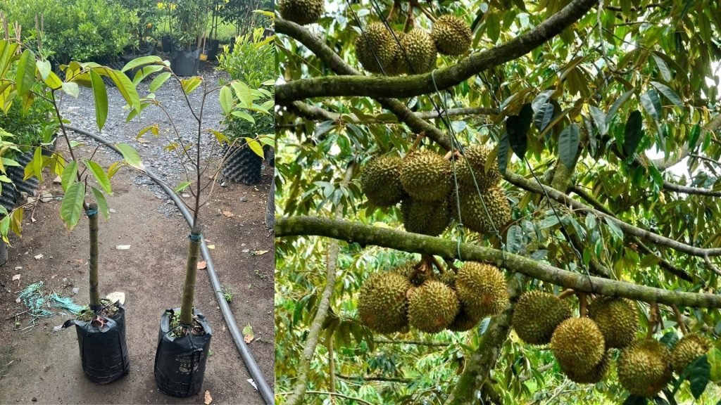 Cây Giống Sầu Riêng Ri 6 2