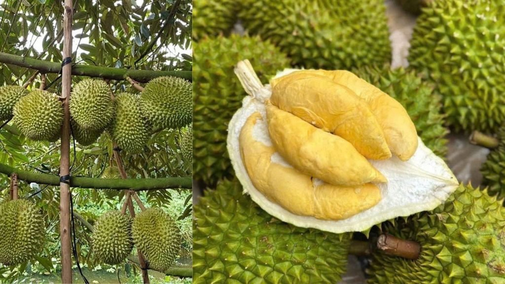 Cây Giống Sầu Riêng Ri 6 3