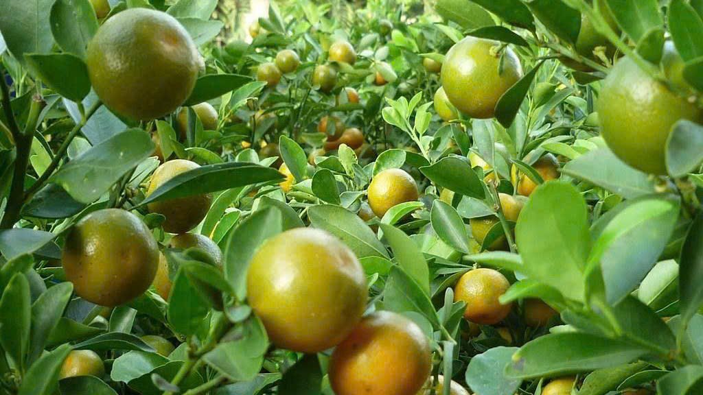 Cây Giống Tắc Chua (Hạnh Chua) 3