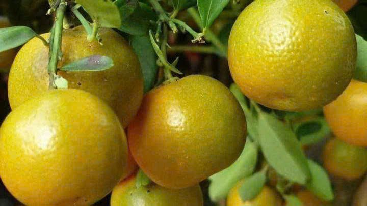 Cây Giống Tắc Chua (Hạnh Chua) 2