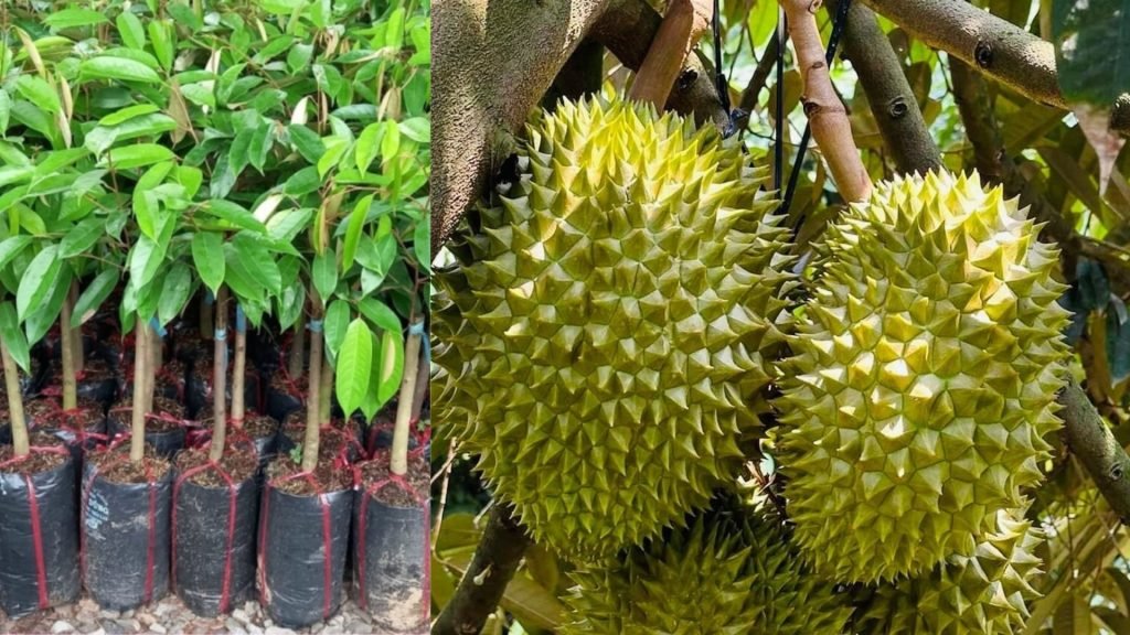 Cây Giống Sầu Riêng Monthong 3