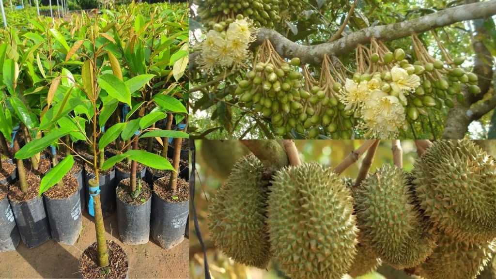 Cây Giống Sầu Riêng Monthong 2