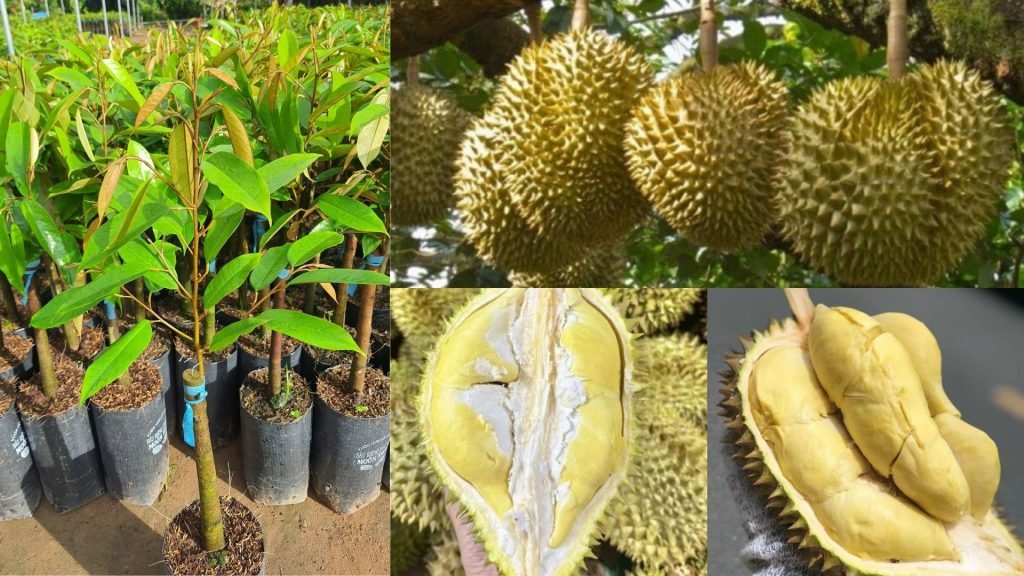Cây Giống Sầu Riêng Monthong