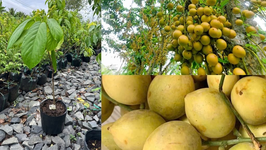 Cây Giống Dâu Da Vàng 2
