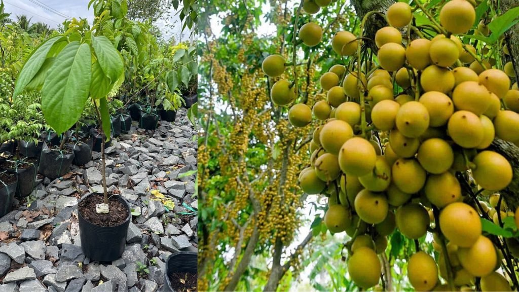 Cây Giống Dâu Da Vàng 3