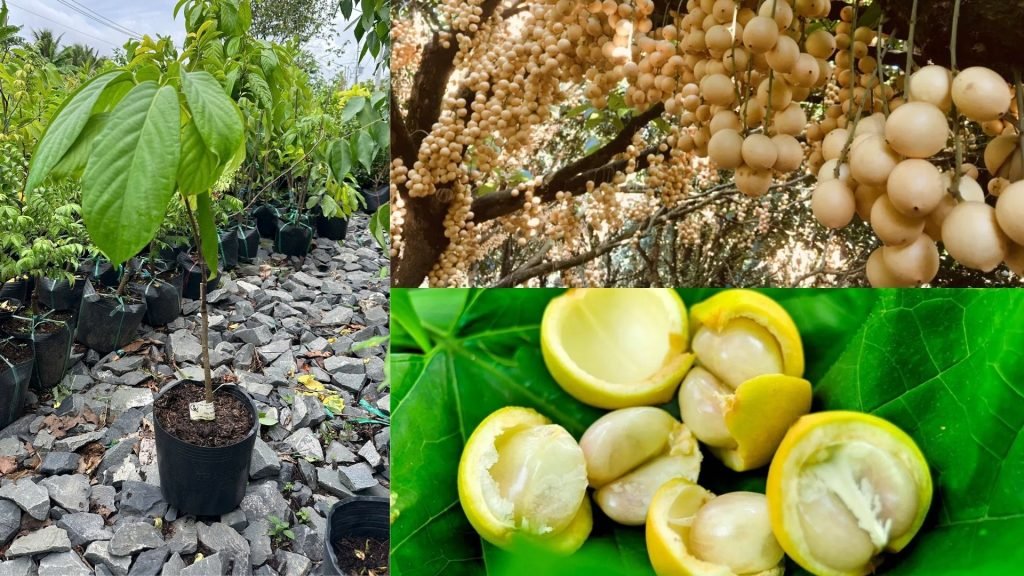 Cây Giống Dâu Da Vàng