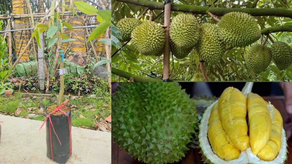 Cây Giống Sầu Riêng Musang King 2