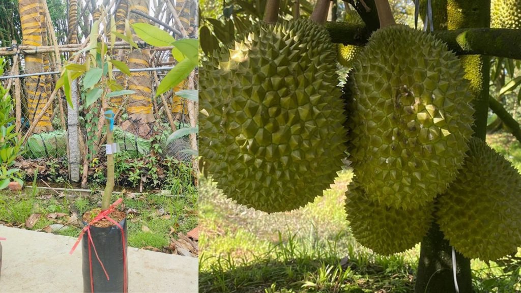 Cây Giống Sầu Riêng Musang King 3