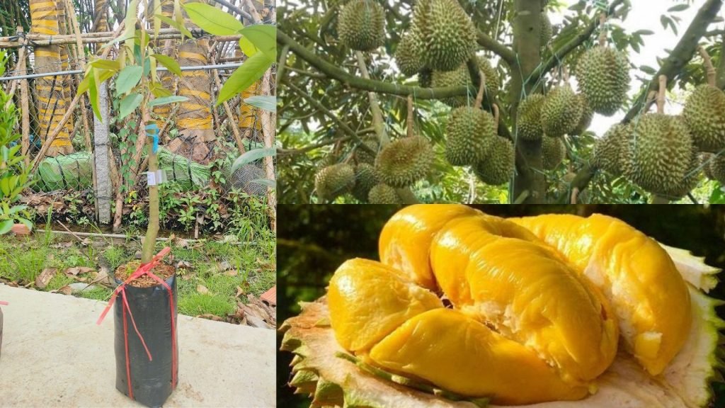 Cây Giống Sầu Riêng Musang King