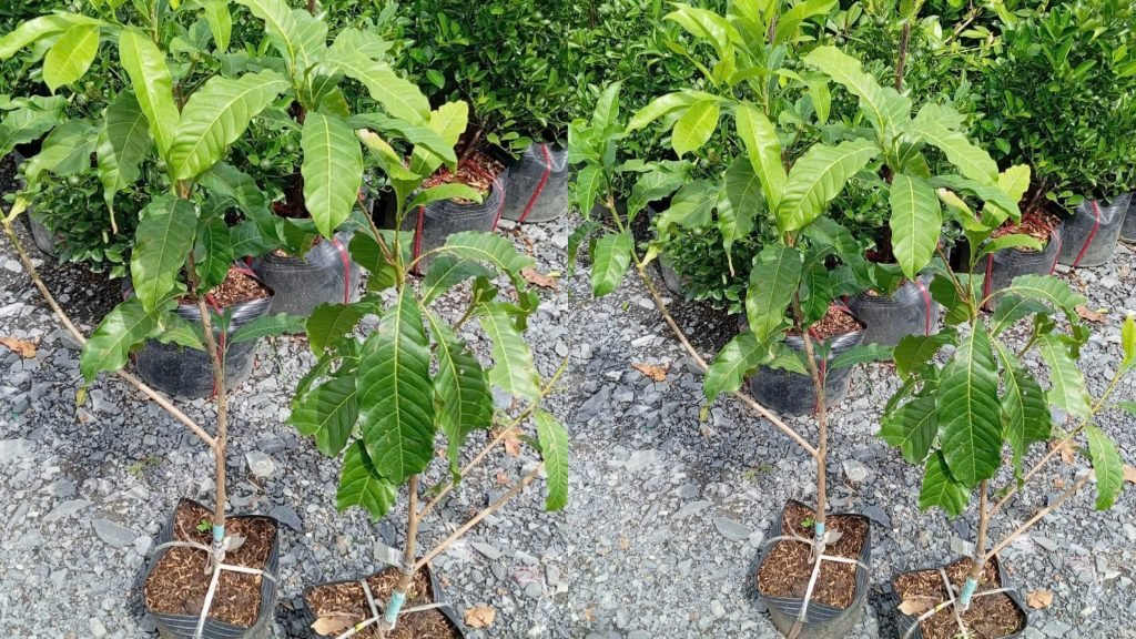 Cây Giống Vú Sữa Hoàng Kim 2
