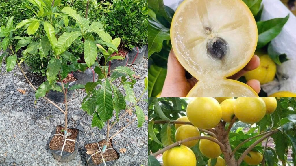 Cây Giống Vú Sữa Hoàng Kim