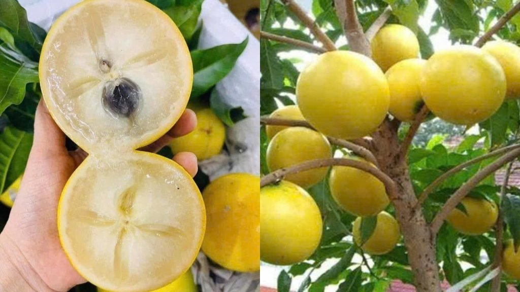 Cây Giống Vú Sữa Hoàng Kim 3