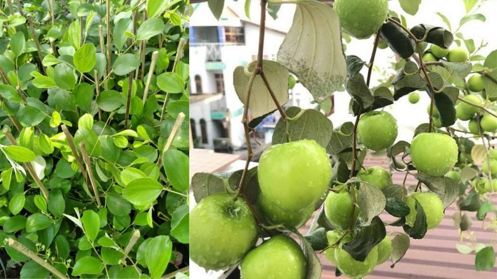 Cây Giống Táo Thái 3