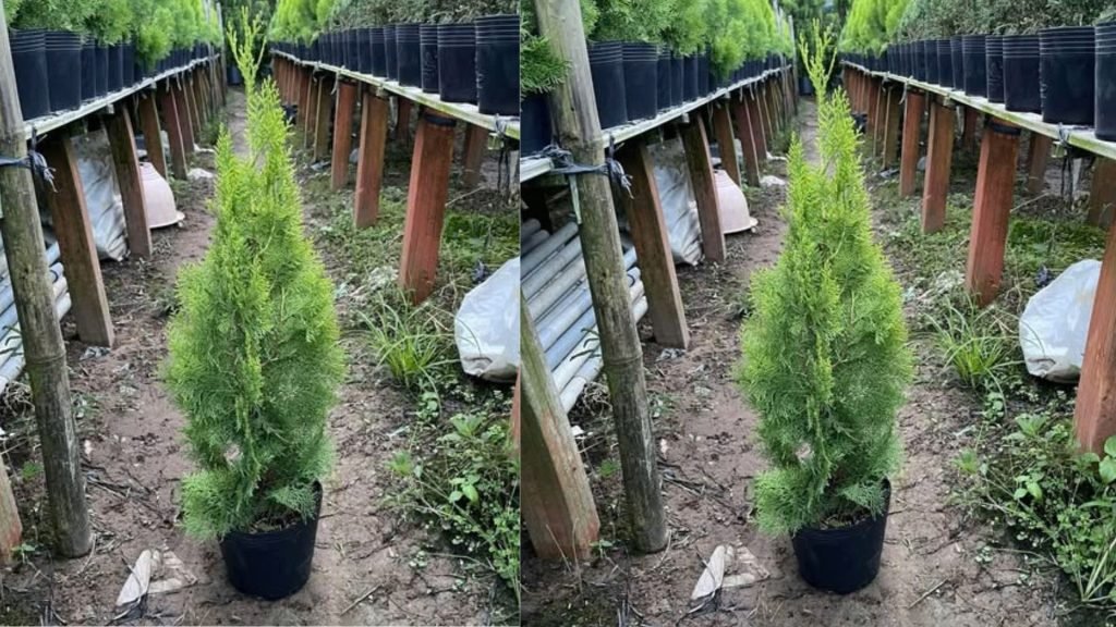 Cây Trắc Bách Diệp Nhọn 2