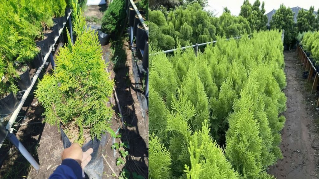 Cây Trắc Bách Diệp Nhọn