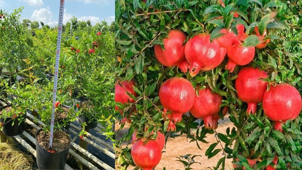 Cây Giống Lựu Đỏ Ấn Độ 2