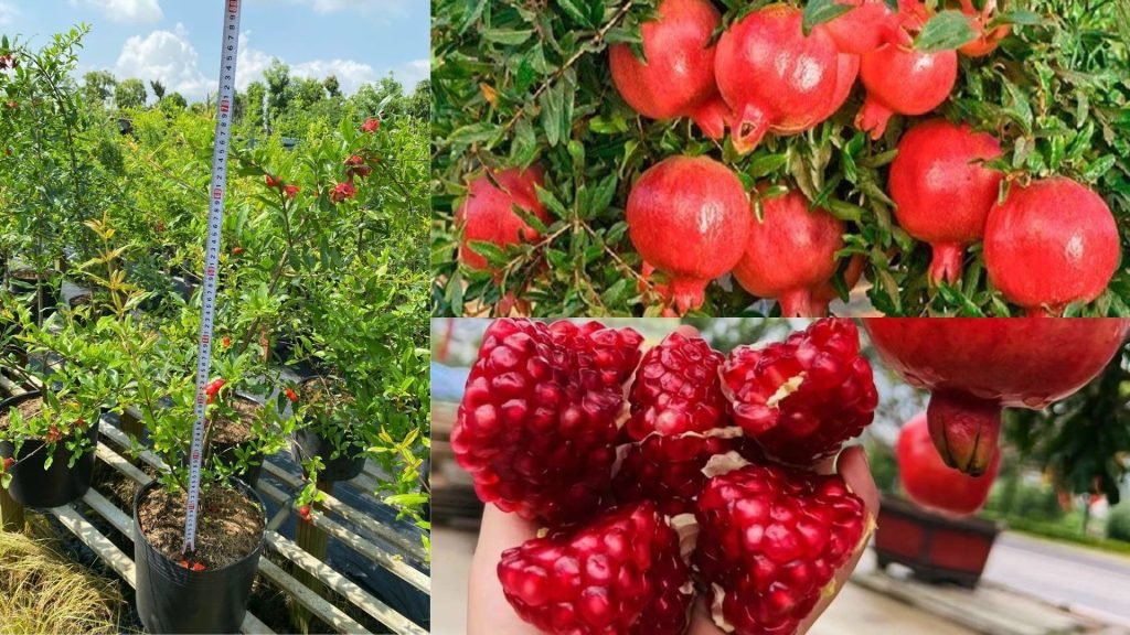 Cây Giống Lựu Đỏ Ấn Độ