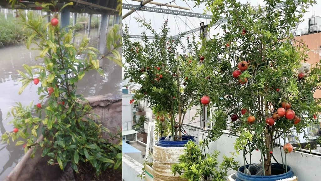 Cây Giống Lựu Đỏ Ấn Độ 3