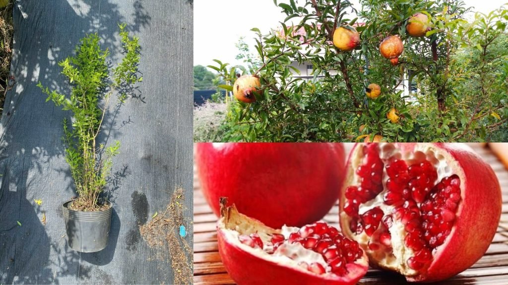 Cây Giống Lựu Đỏ Thái