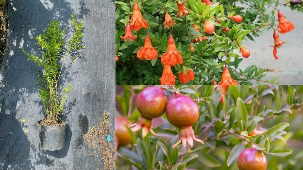 Cây Giống Lựu Đỏ Thái 2