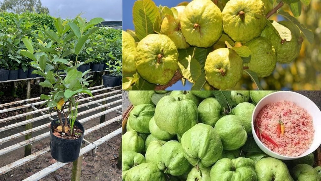 Cây Giống Ổi Nữ Hoàng