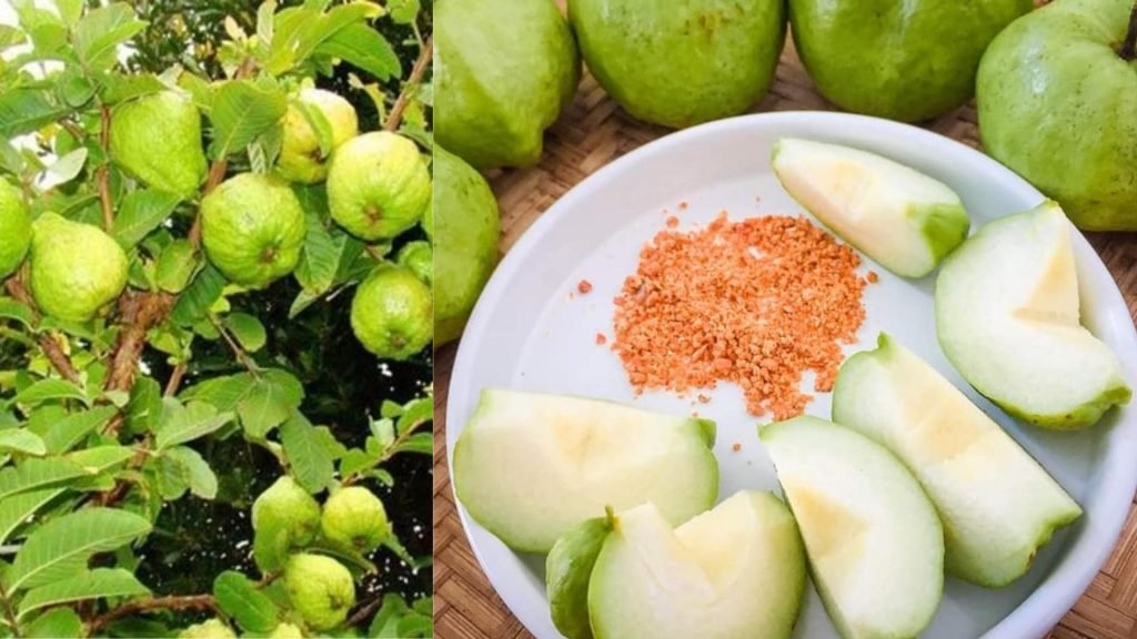 Cây Giống Ổi Nữ Hoàng 3
