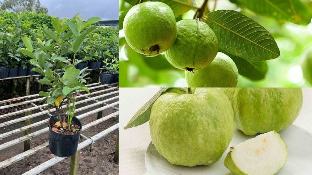 Cây Giống Ổi Nữ Hoàng 2