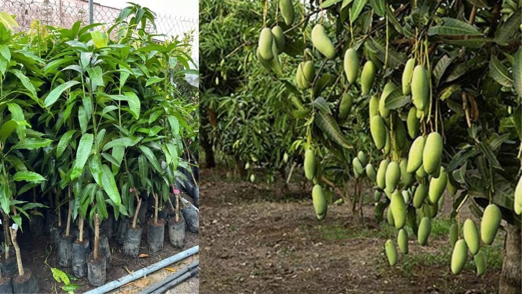 Cây Giống Xoài Đài Loan 3