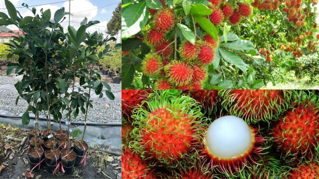 Cây Giống Chôm Chôm Thái