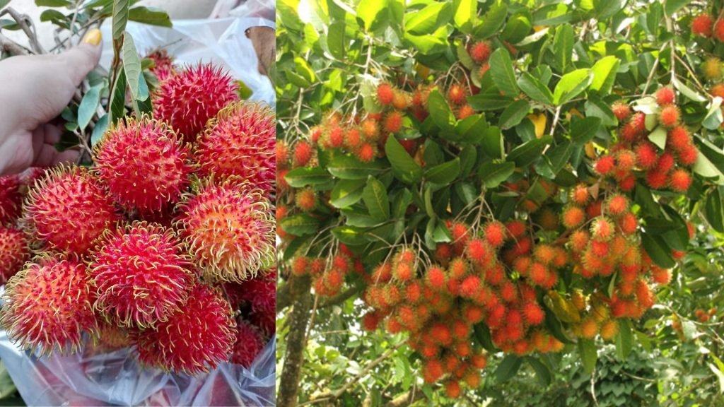 Cây Giống Chôm Chôm Thái 3