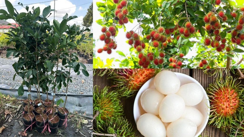 Cây Giống Chôm Chôm Thái 2