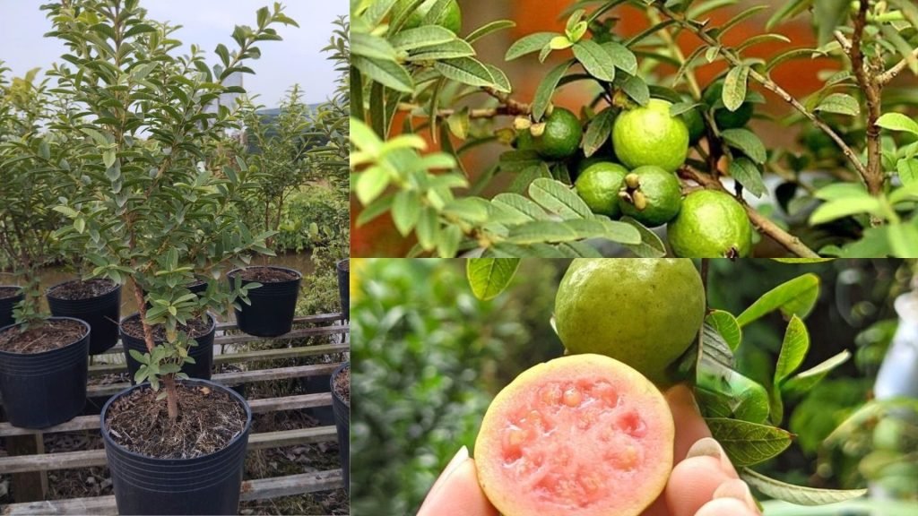 Cây Giống Ổi Lá Xẻ Lá Xanh