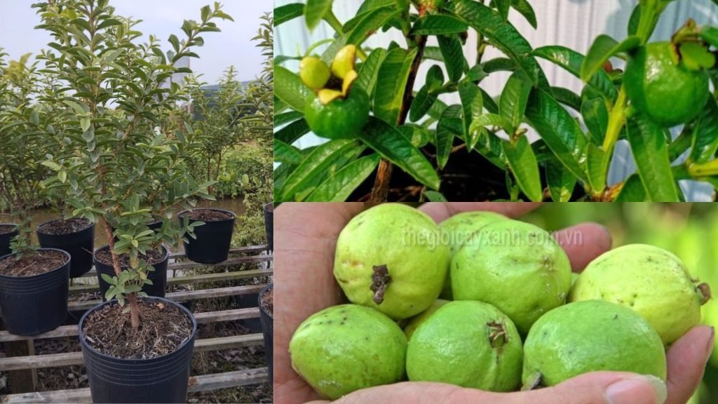 Cây Giống Ổi Lá Xẻ Lá Xanh 2