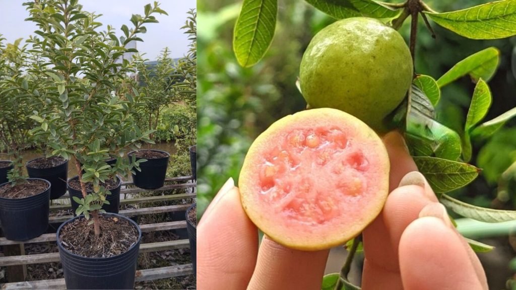 Cây Giống Ổi Lá Xẻ Lá Xanh 3
