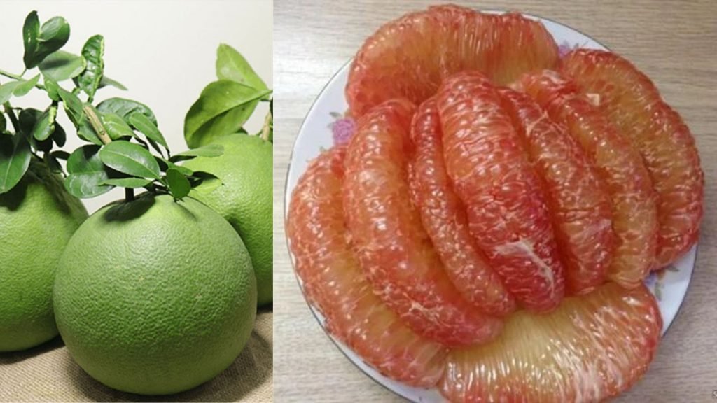 Cây Giống Bưởi Da Xanh 3