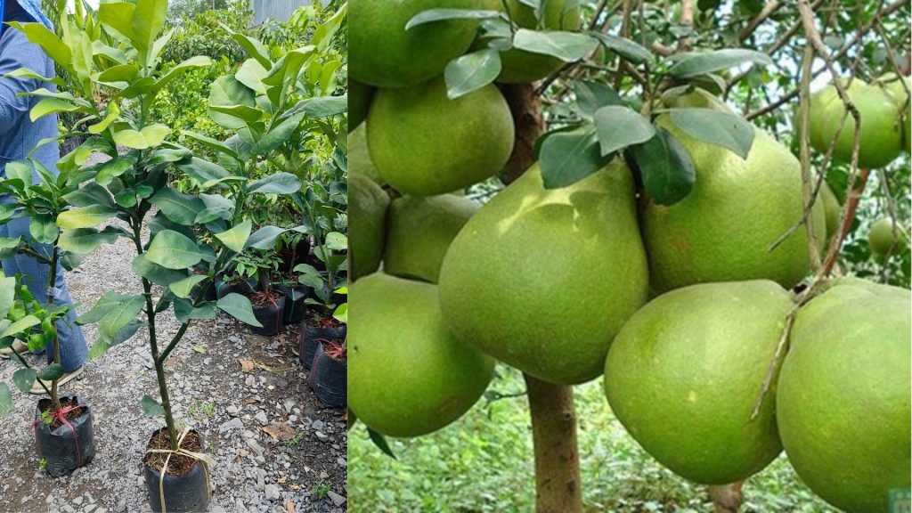 Cây Giống Bưởi Da Xanh 2