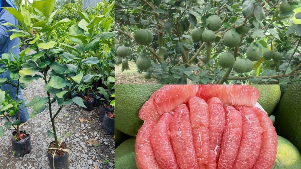 Cây Giống Bưởi Da Xanh