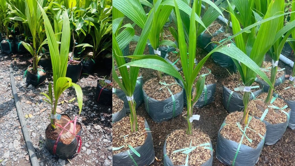 Cây Giống Dừa Xiêm Lùn 2