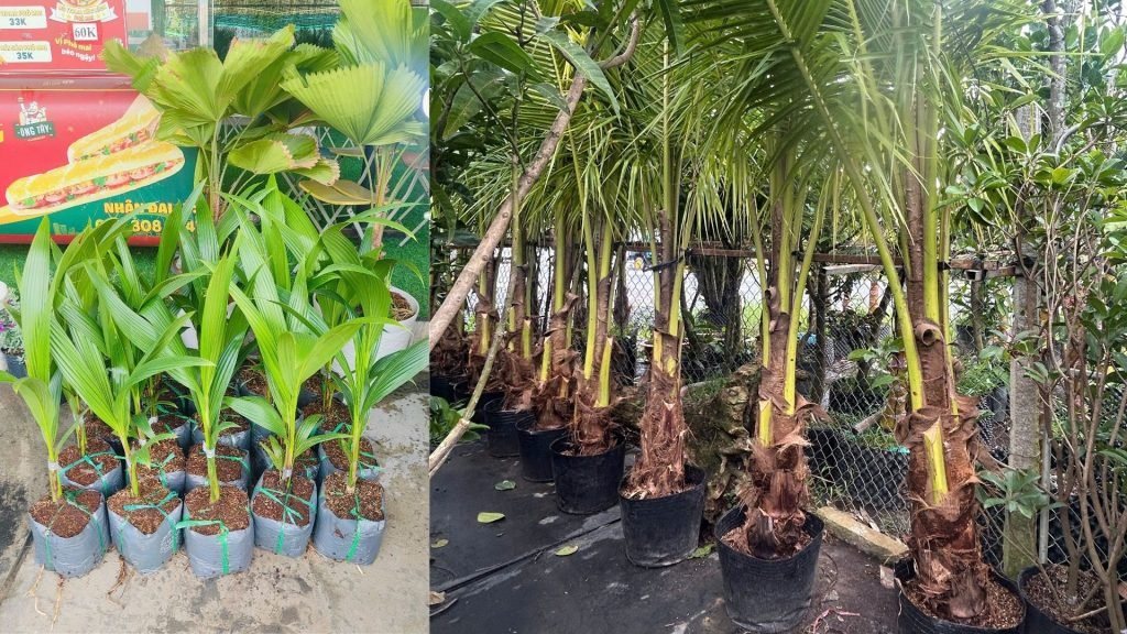 Cây Giống Dừa Xiêm Lùn 3