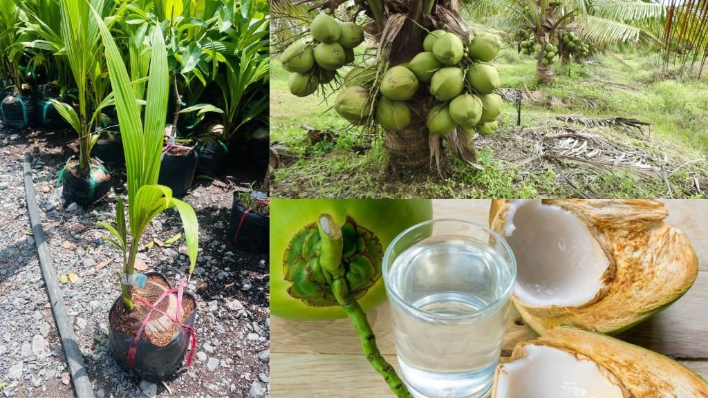 Cây Giống Dừa Xiêm Lùn