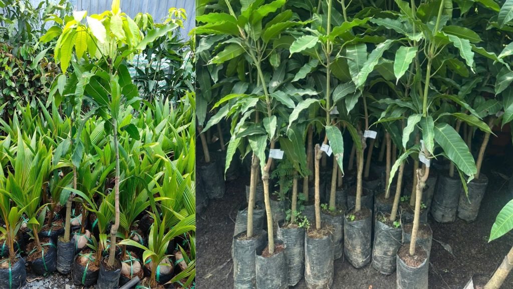Cây Giống Xoài Cát Hòa Lộc 2