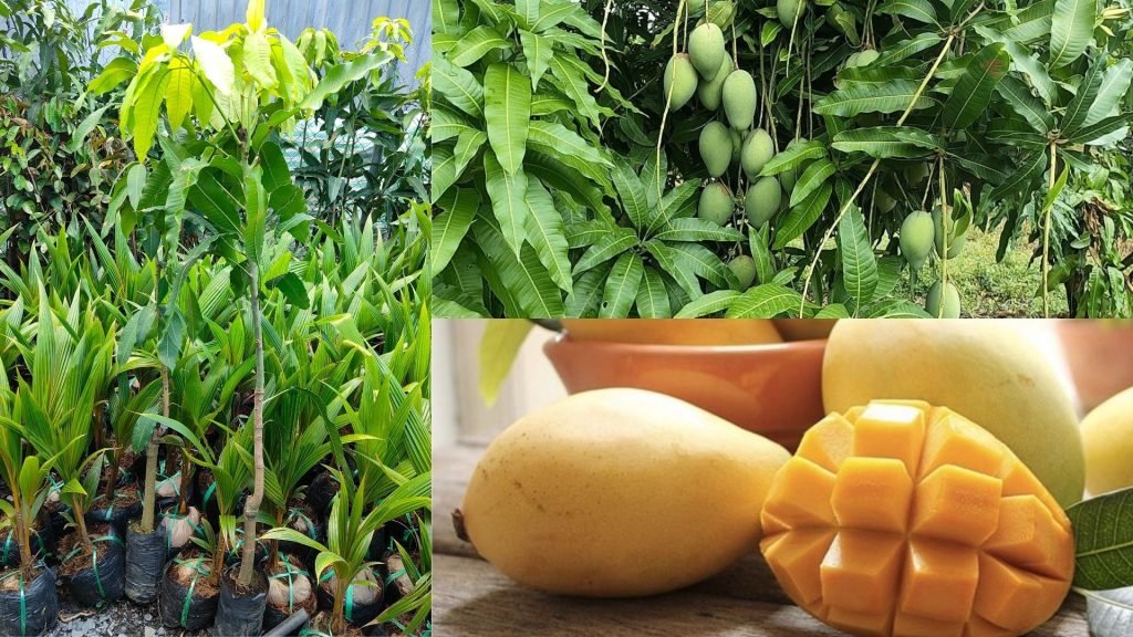 Cây Giống Xoài Cát Hòa Lộc